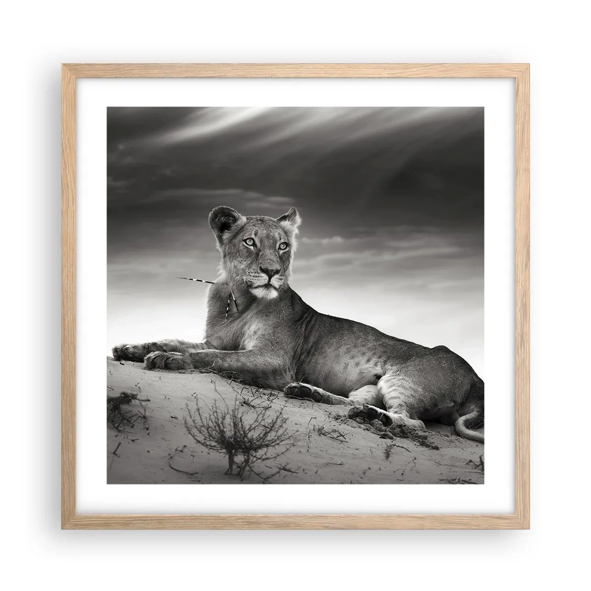 Poster in einem Rahmen aus heller Eiche - Die Königin der Wüstenruhe - 50x50 cm