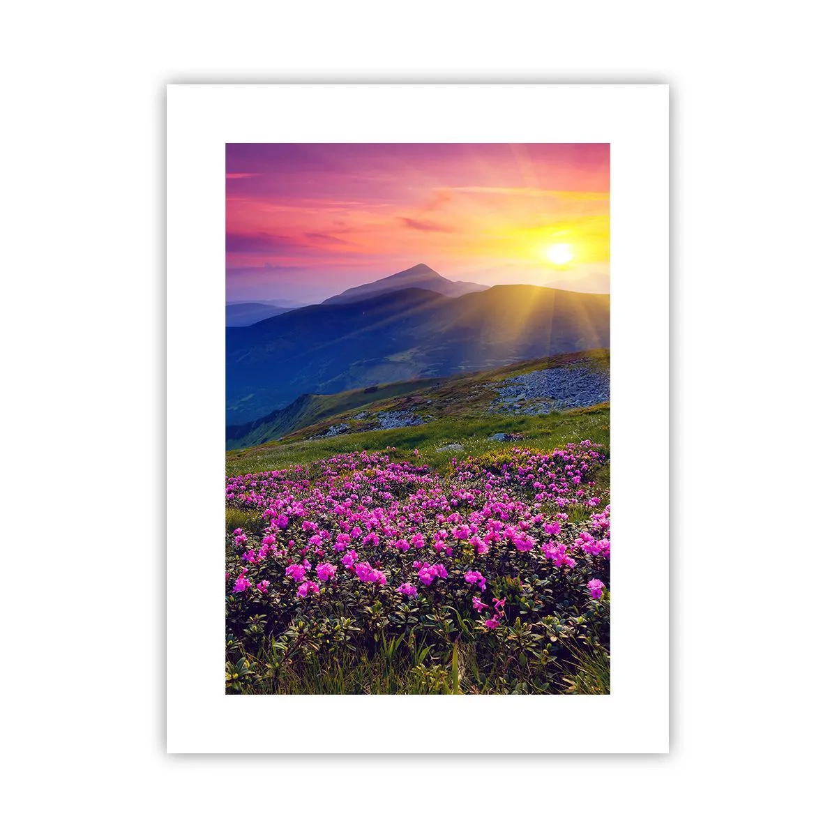 Poster - … Und drumherum duftet es nach Latschenkiefer und dem Duft von Kräutern - 30x40 cm