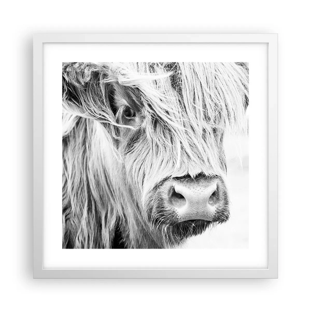 Poster in einem weißen Rahmen - Schottische Wildheit - 40x40 cm
