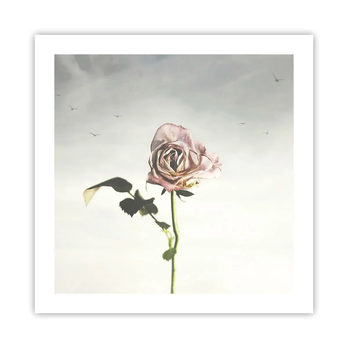 Poster - Begrüßung des Frühlings - 50x50 cm