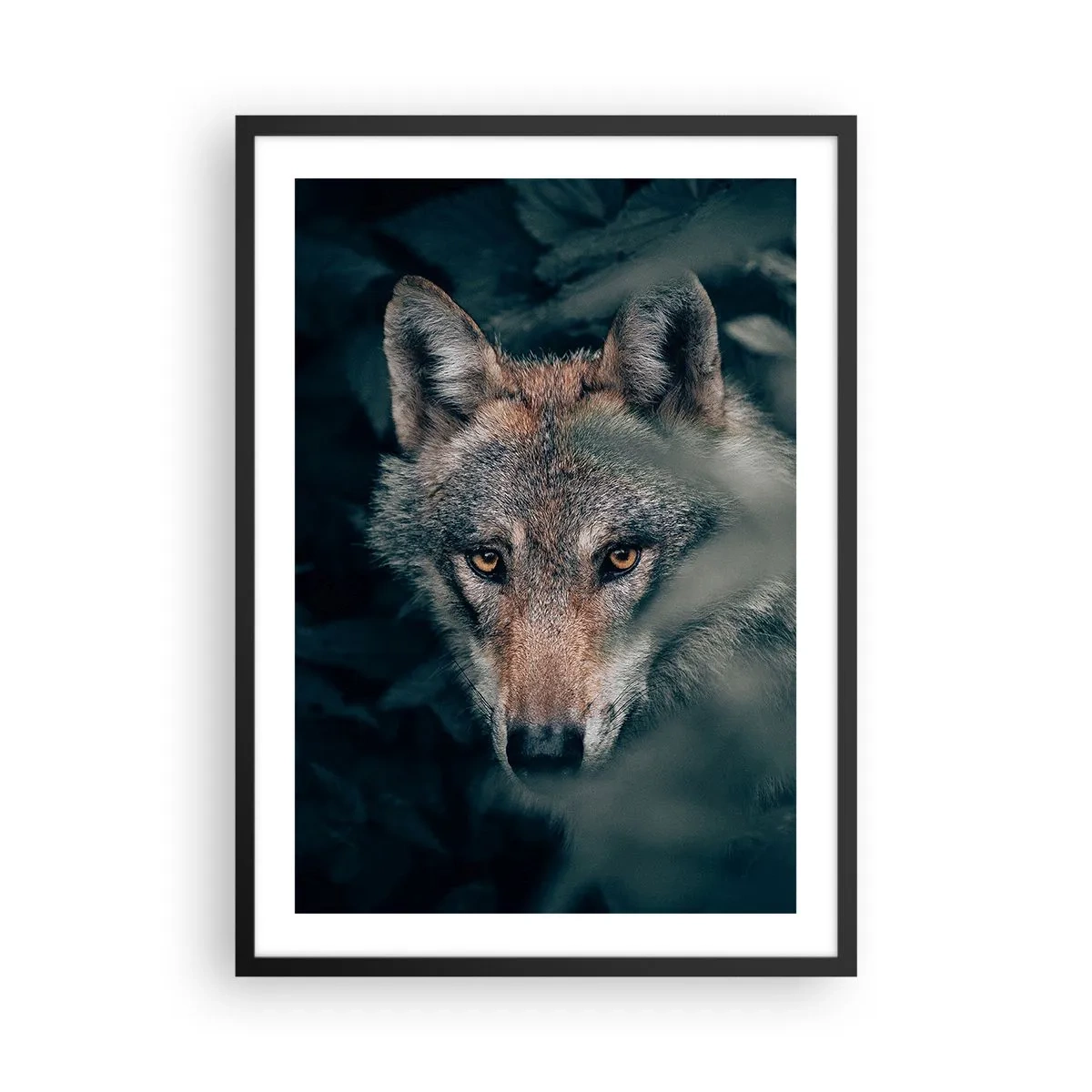 Poster in einem schwarzem Rahmen - Porträt eines Wolfes in einer geheimnisvollen Waldkulisse - 50x70cm - Jäger - Moderne Wanddekoration für Wohnzimmer und Schlafzimmer ARTTOR