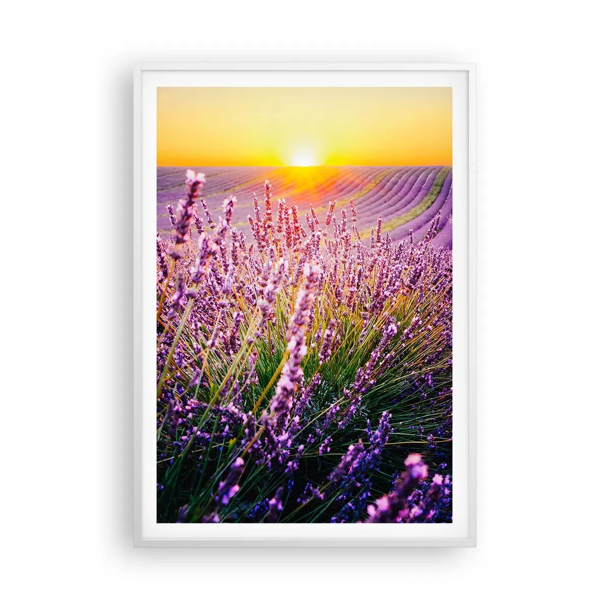 Poster in einem weißen Rahmen - Duftende Kornfelder - 70x100 cm