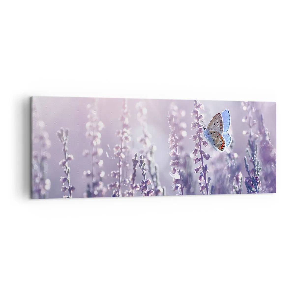 Bild auf Leinwand - Leinwandbild - Ein Schmetterling auf blühendem Lavendel im Morgenlicht - 140x50cm - Schmetterlingskuss - Moderne Wanddekoration für Wohnzimmer und Schlafzimmer ARTTOR