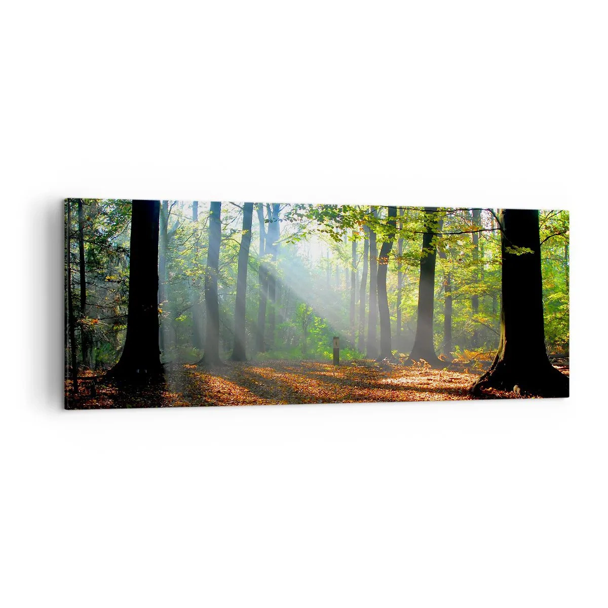 Bild auf Leinwand - Leinwandbild - Eine Waldlichtung, die von den Sonnenstrahlen erleuchtet wird - 140x50cm - Licht und Schatten - Moderne Wanddekoration für Wohnzimmer und Schlafzimmer ARTTOR