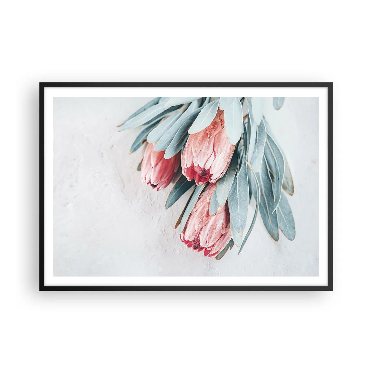 Poster in einem schwarzem Rahmen - Dezente rosa Protea-Blüten auf hellem Hintergrund - 100x70cm - Schämen sich für ihre eigene Schönheit - Moderne Wanddekoration für Wohnzimmer und Schlafzimmer ARTTOR
