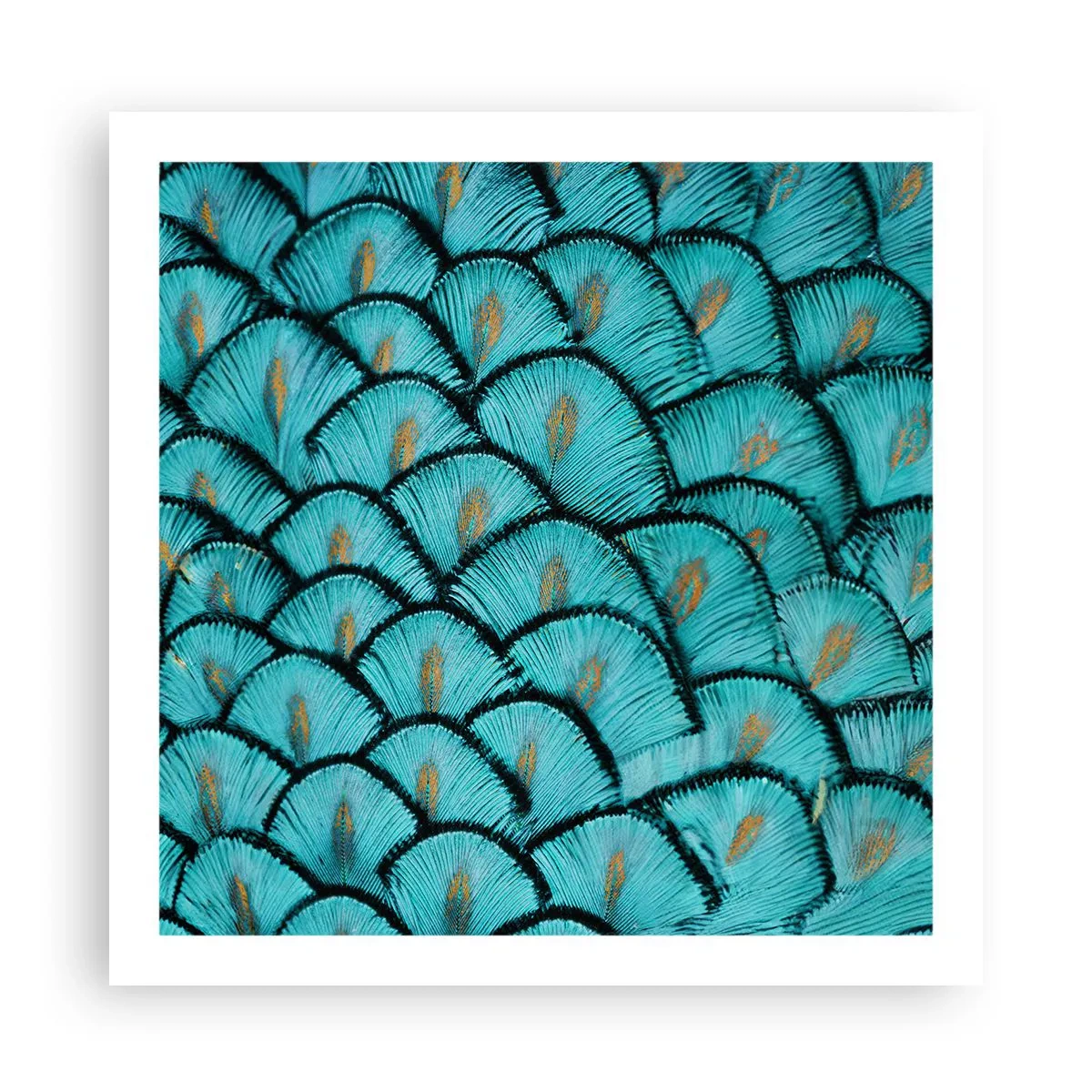 Poster - Große Federgala - 60x60 cm