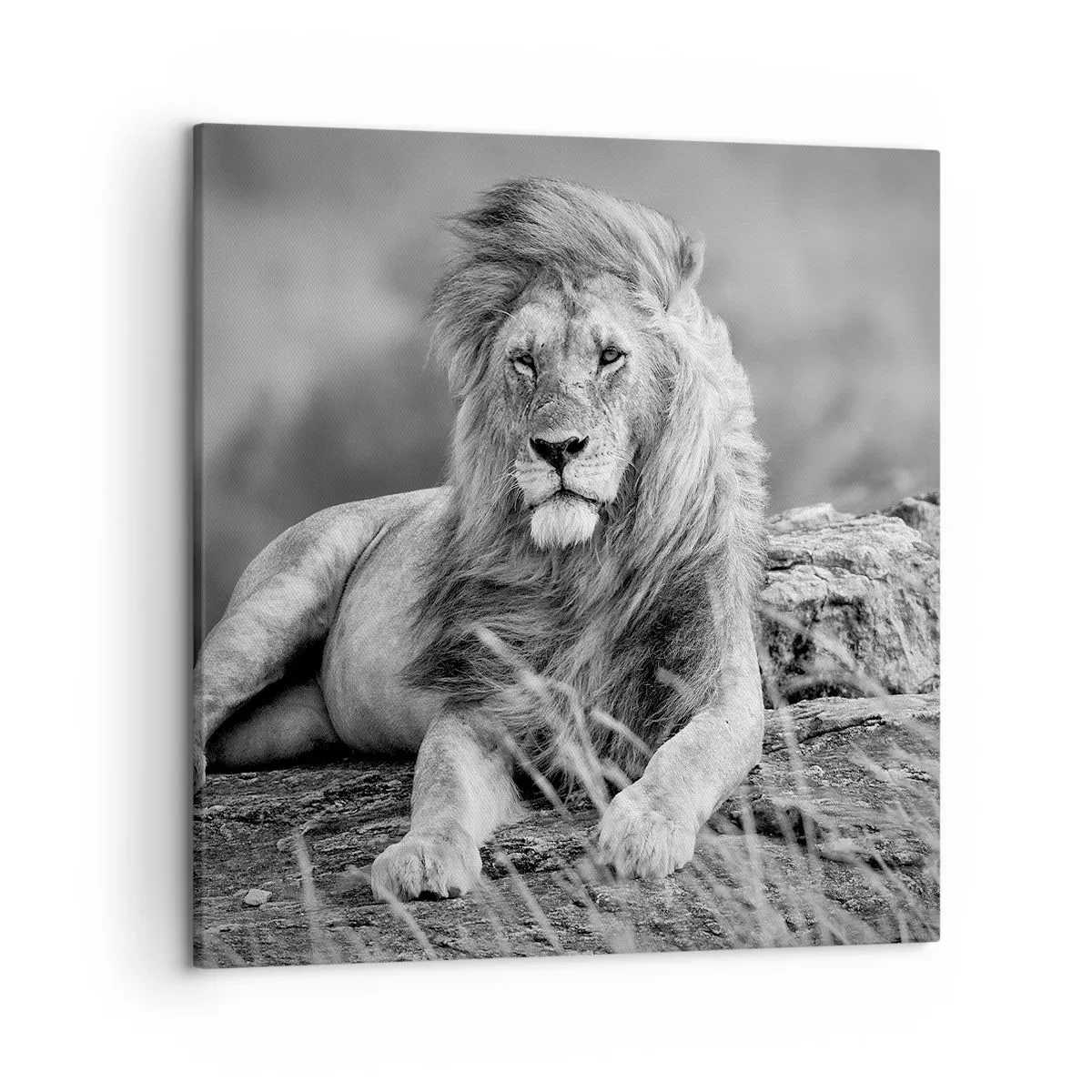 Bild auf Leinwand - Leinwandbild - Königliche Siesta - 50x50 cm