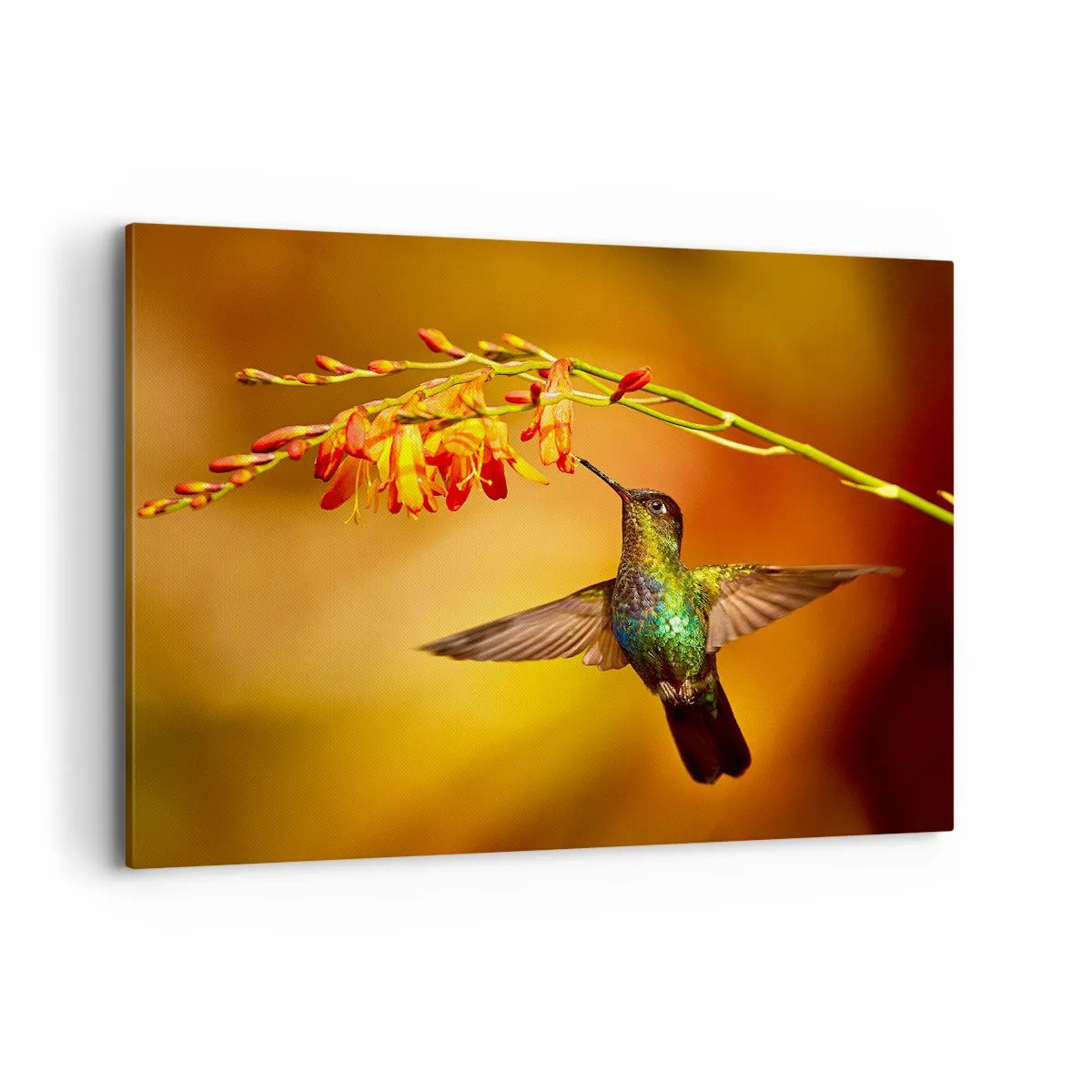 Bild auf Leinwand - Leinwandbild - Kolibri neben einer Blume im warmen Licht - 100x70cm - Ein Lichtbote nach den Maya - Moderne Wanddekoration für Wohnzimmer und Schlafzimmer ARTTOR