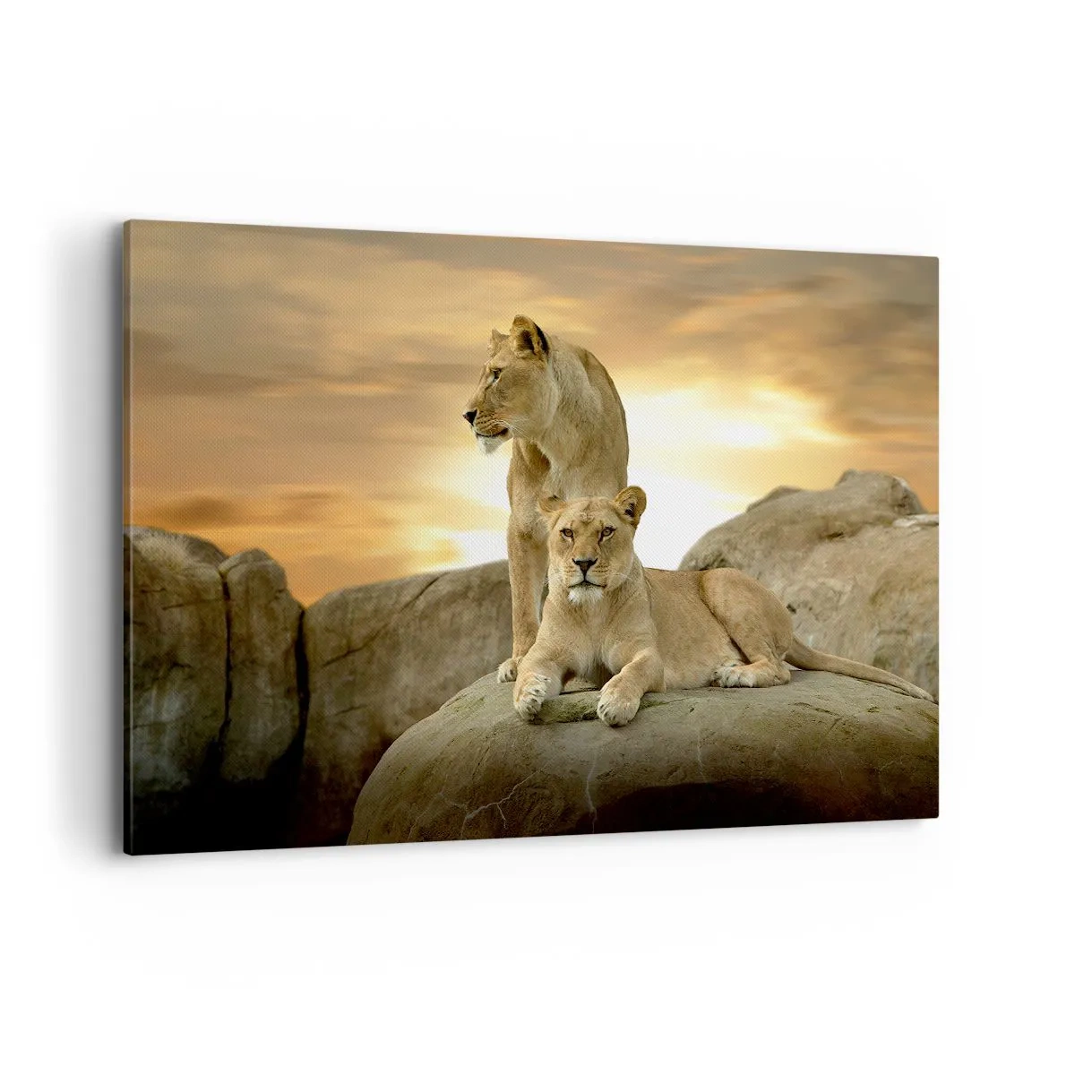 Bild auf Leinwand - Leinwandbild - Zwei Löwinnen ruhen bei Sonnenuntergang auf einem Felsen - 120x80cm - Königliche Majestät - Moderne Wanddekoration für Wohnzimmer und Schlafzimmer ARTTOR