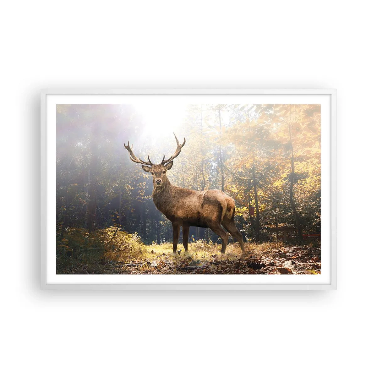 Poster in einem weißen Rahmen - In voller Majestät - 91x61 cm