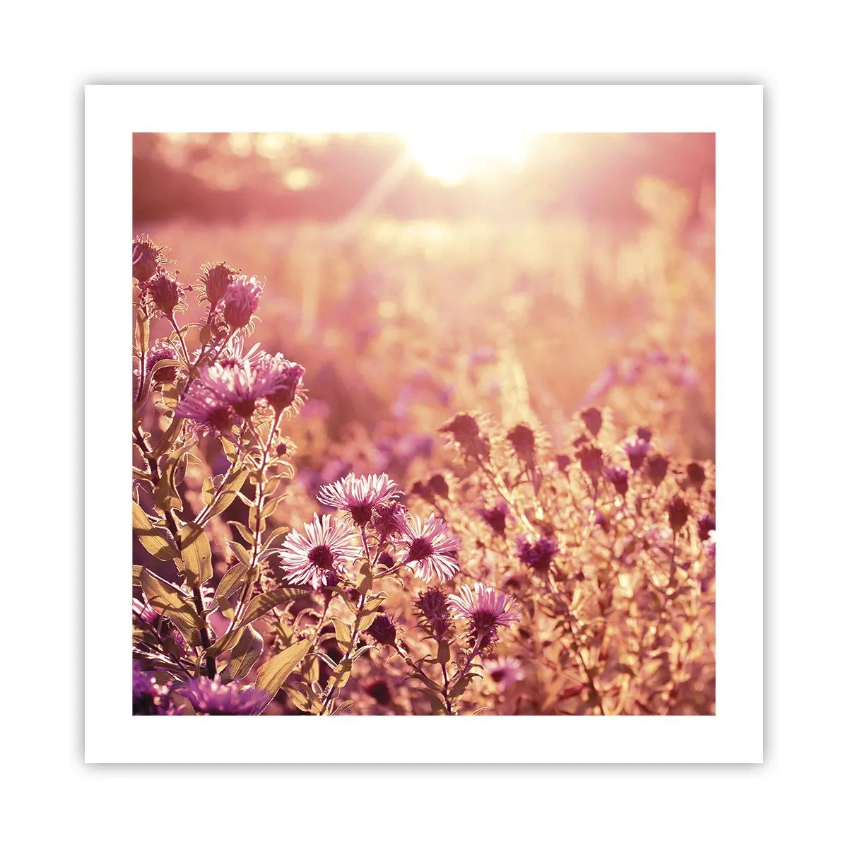 Poster - Bevor der Sommer vorbei ist - 50x50 cm