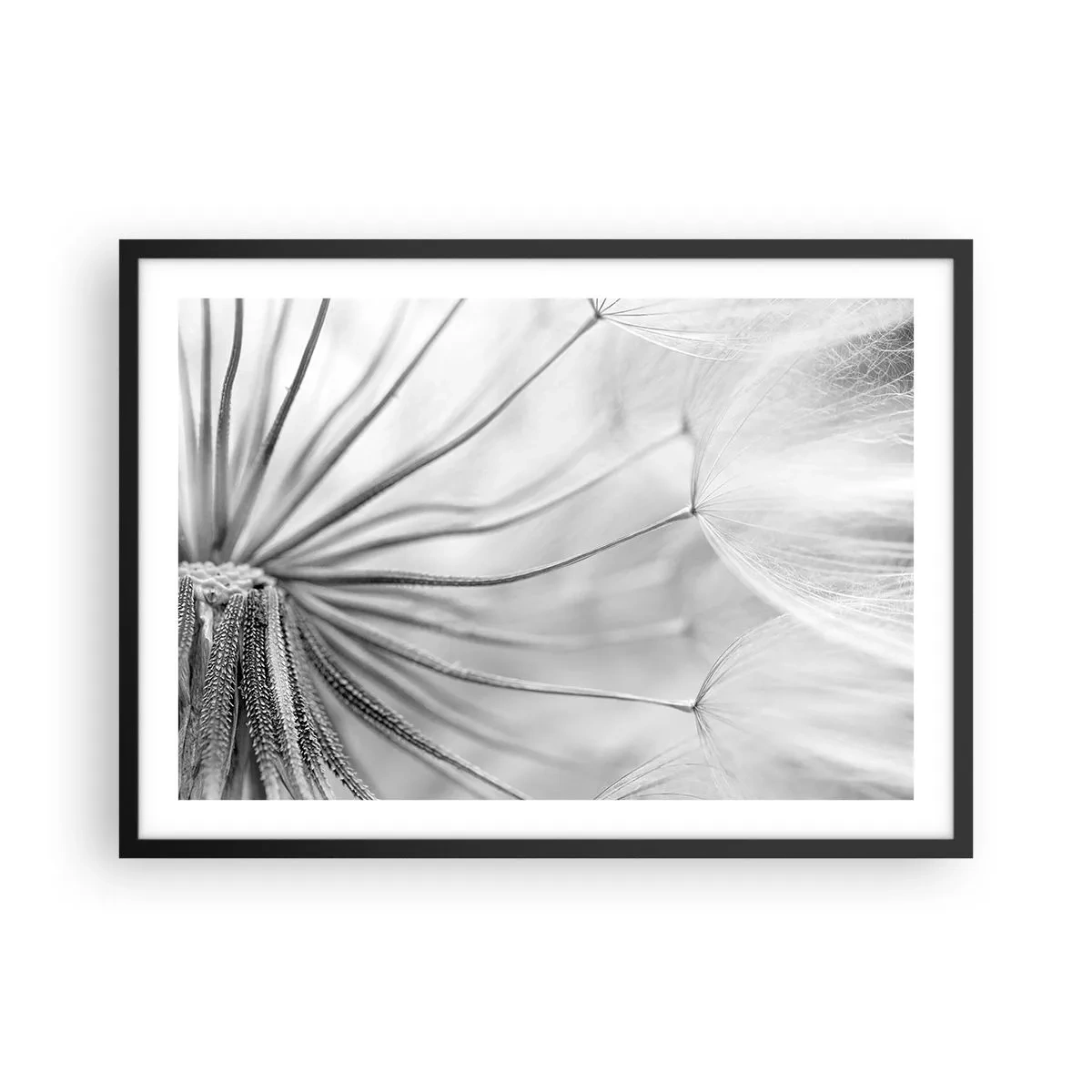 Poster in einem schwarzem Rahmen - Zarte Pusteblumen in Schwarz-Weiß-Tönen - 70x50cm - Löwenzahn, Drachen - Moderne Wanddekoration für Wohnzimmer und Schlafzimmer ARTTOR