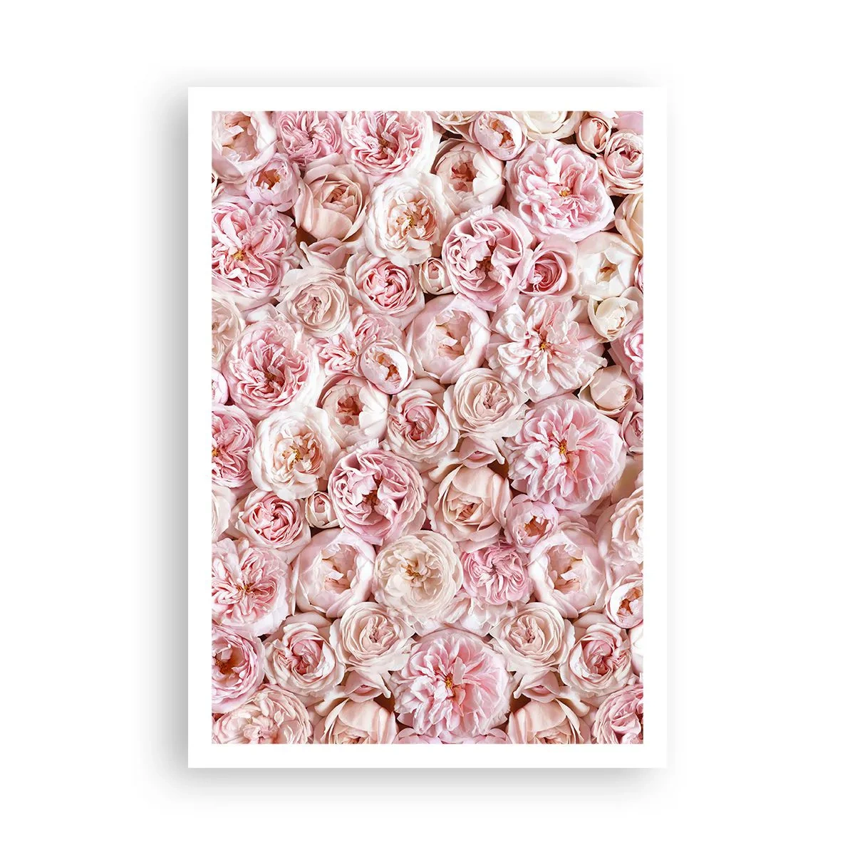 Poster - Auf Rosen gebettet - 70x100 cm