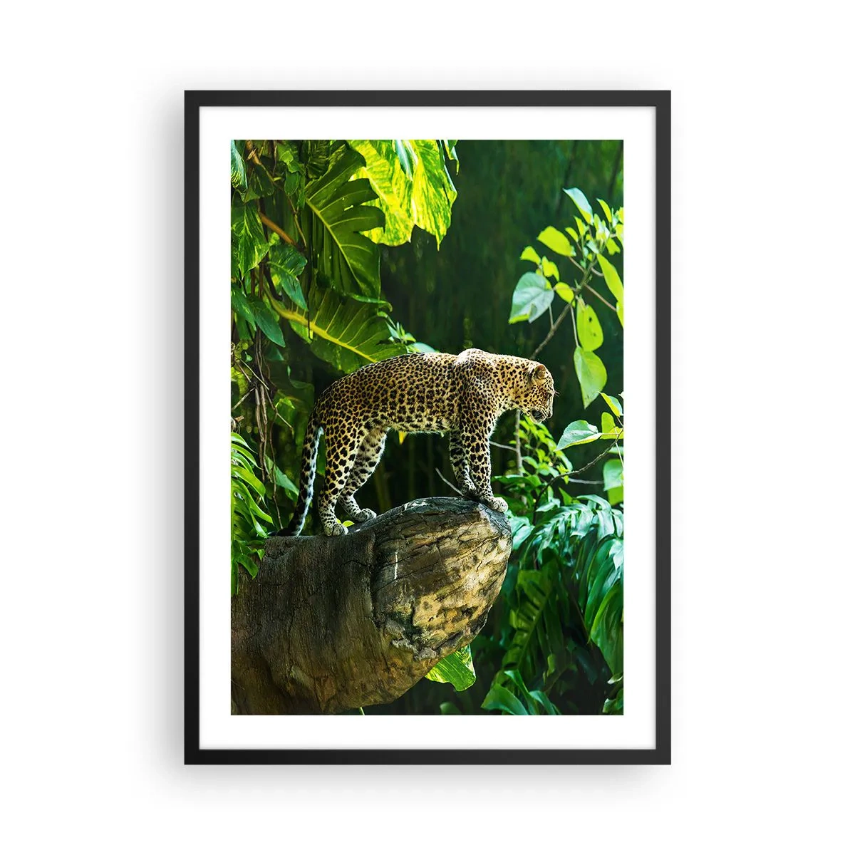 Poster in einem schwarzem Rahmen - Ein Leopard steht auf einem Felsen in einem tropischen Wald - 50x70cm - Auf die Jagd? - Moderne Wanddekoration für Wohnzimmer und Schlafzimmer ARTTOR