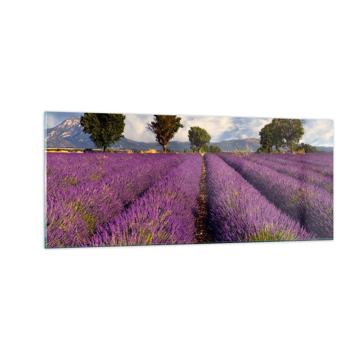 Glasbild - Bild auf glas - Lavendelfelder - 100x40 cm