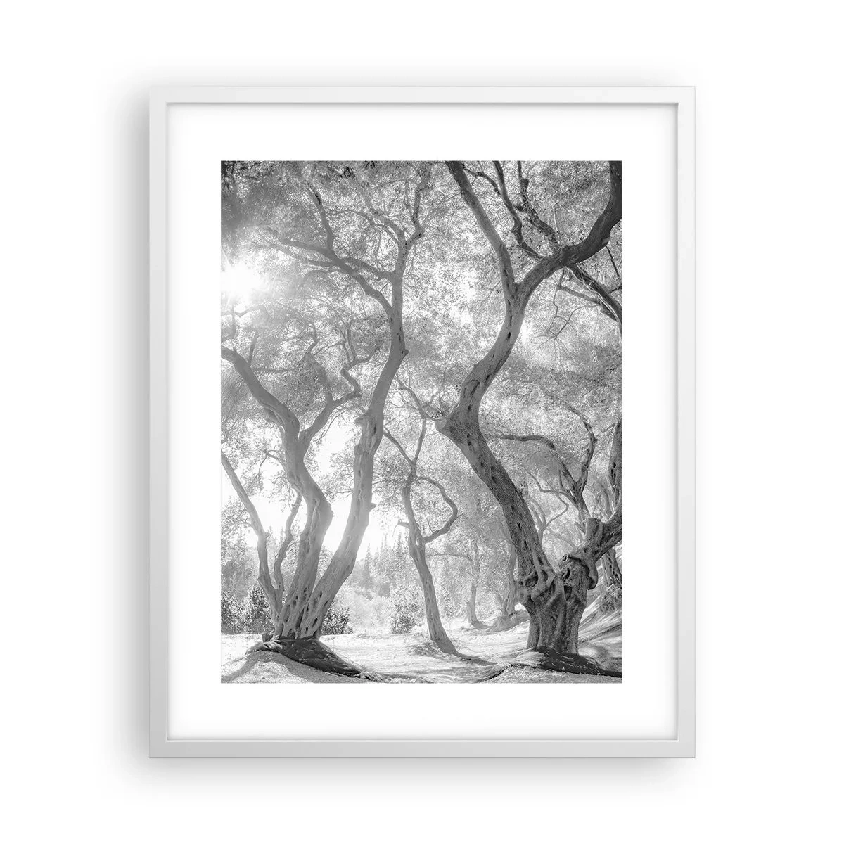 Poster in einem weißen Rahmen - Im Olivenhain - 40x50 cm