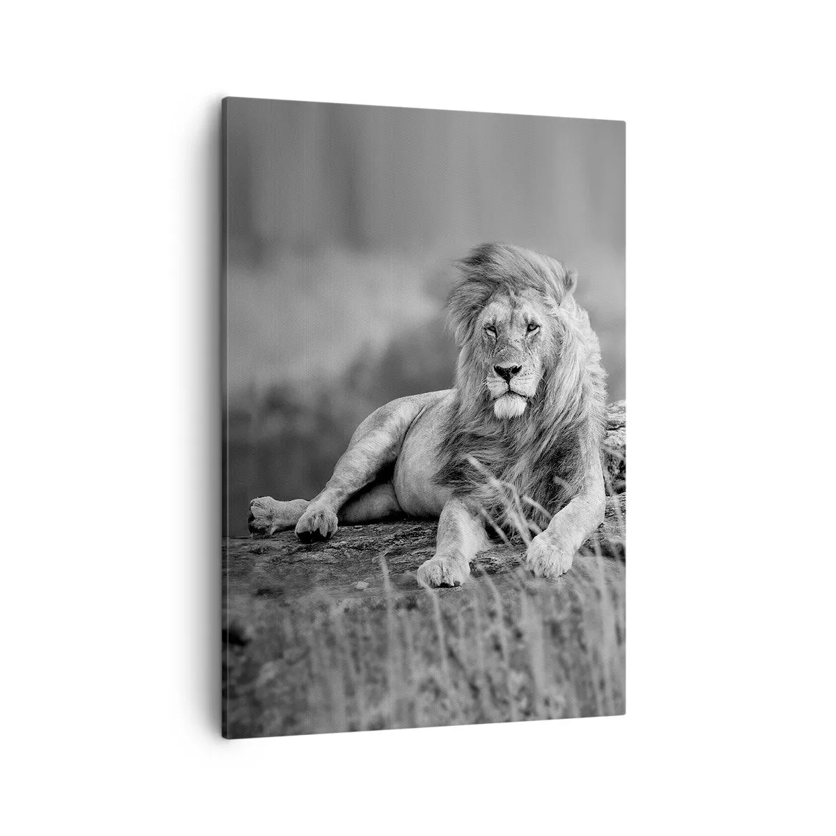 Bild auf Leinwand - Leinwandbild - Löwe ruht auf einem Felsen im monochromen Stil - 50x70cm - Königliche Siesta - Moderne Wanddekoration für Wohnzimmer und Schlafzimmer ARTTOR