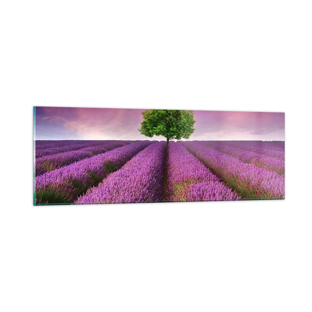 Glasbild - Bild auf glas - Auf Lavendelfeldern - 90x30 cm