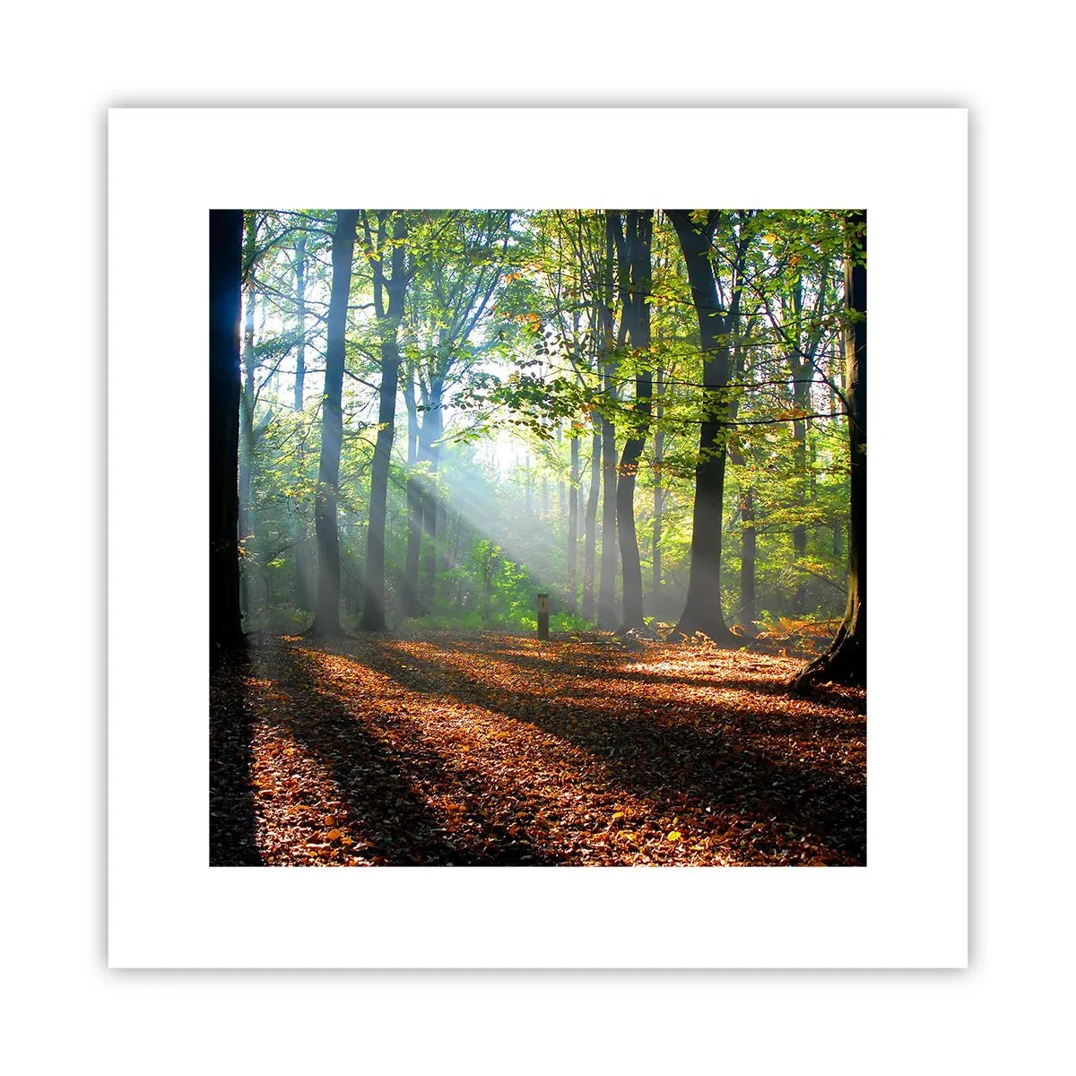 Poster - Licht und Schatten - 30x30 cm