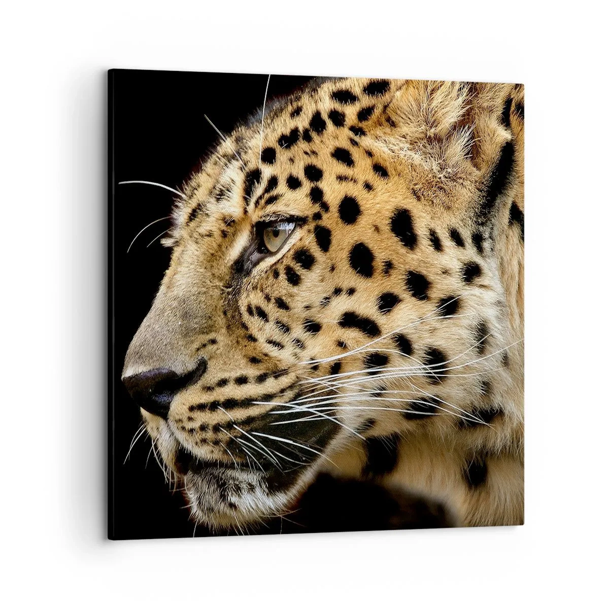 Bild auf Leinwand - Leinwandbild - Ruhig, fokussiert, bereit - 50x50 cm