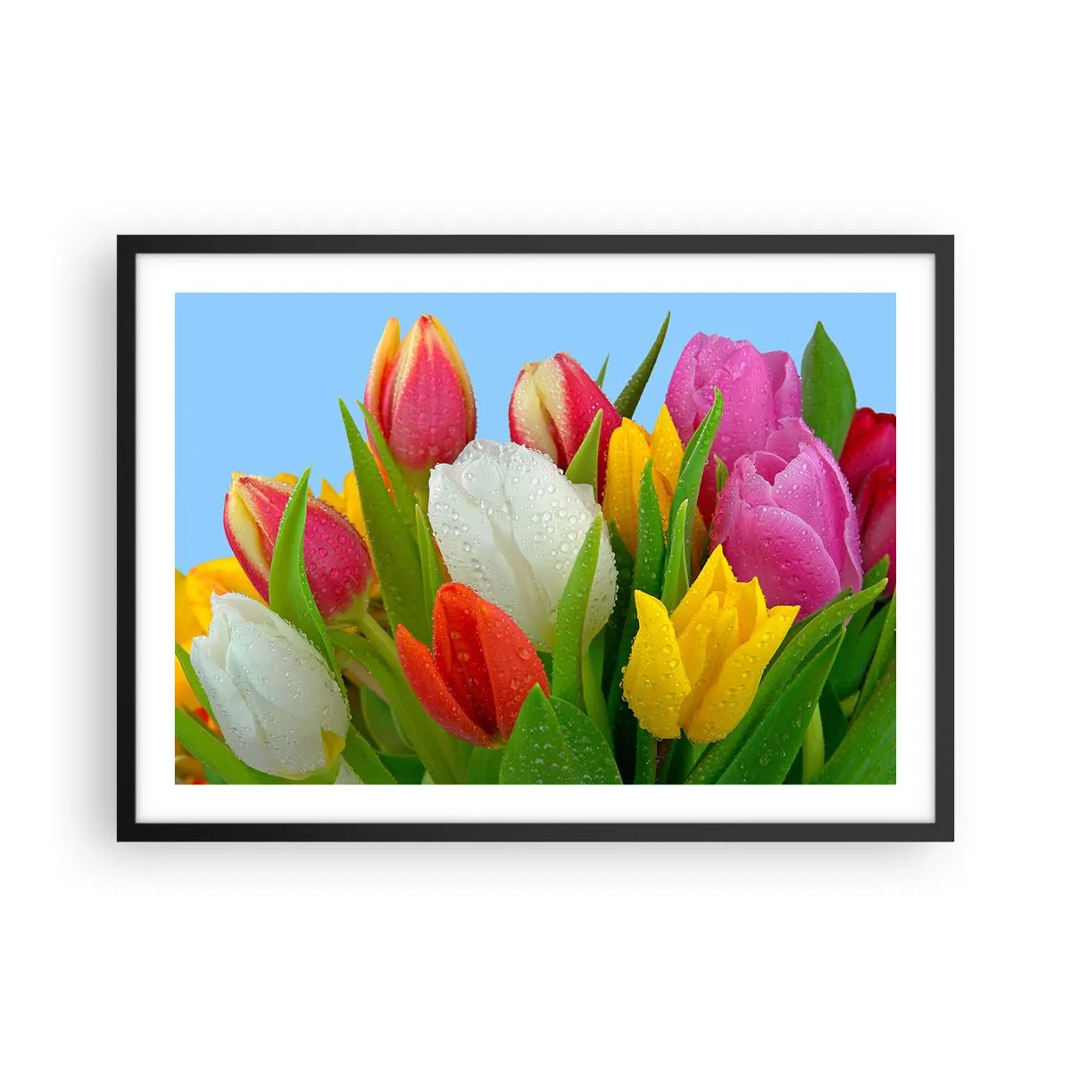 Poster in einem schwarzem Rahmen - Bunte Tulpen mit Tautropfen auf blauem Hintergrund bedeckt - 70x50cm - Ein blumiger Regenbogen in Tautropfen - Moderne Wanddekoration für Wohnzimmer und Schlafzimmer ARTTOR