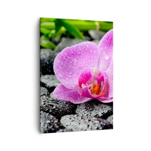Bild auf Leinwand - Leinwandbild - Rosa Orchidee auf nassen schwarzen Steinen mit grünen Blättern - 50x70cm - Wie ein offenes Herz - Moderne Wanddekoration für Wohnzimmer und Schlafzimmer ARTTOR