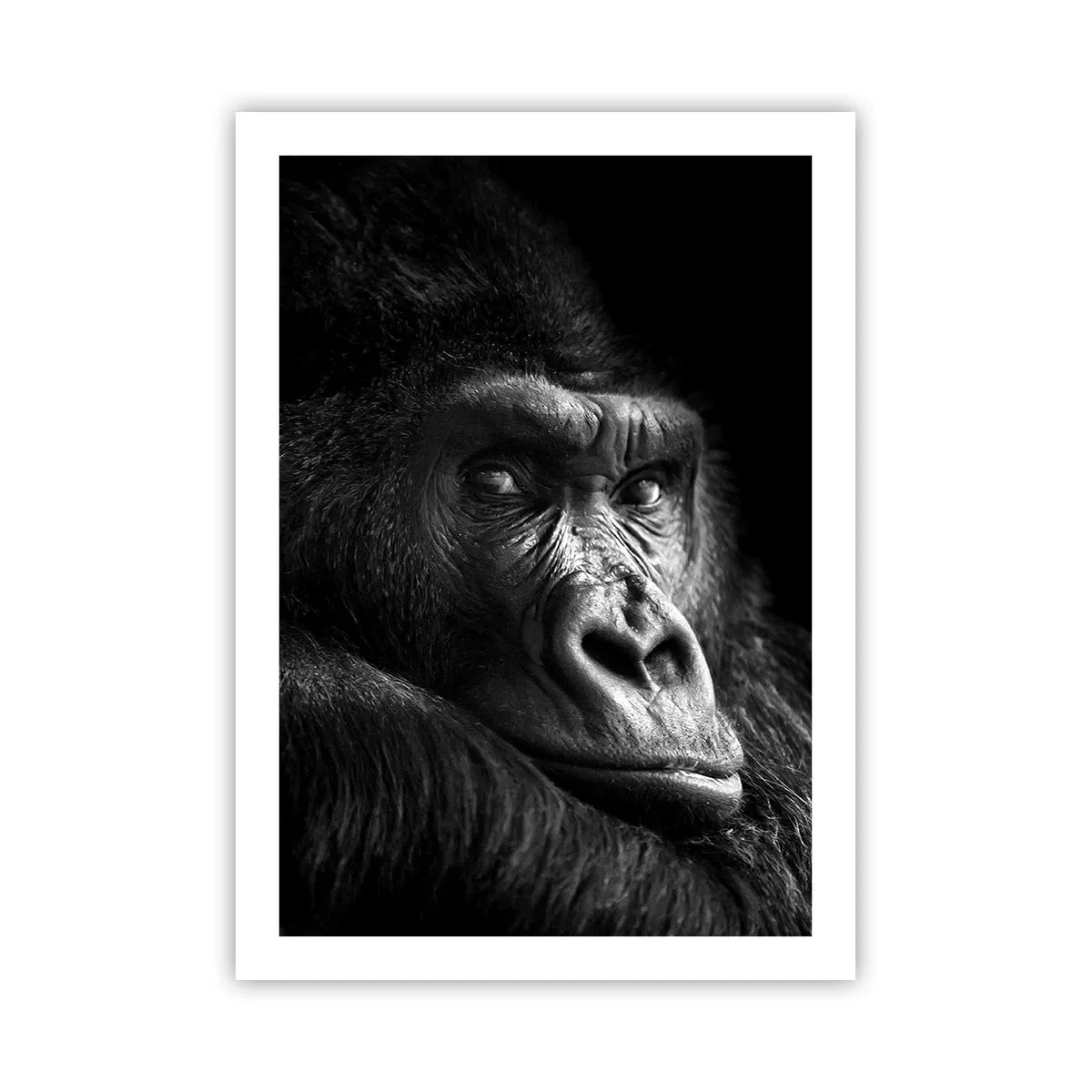 Poster - Porträt eines Gorillas vor schwarzem Hintergrund in lebendigen Details - 50x70cm - Und was guckst du so? - Moderne Wanddekoration für Wohnzimmer und Schlafzimmer ARTTOR