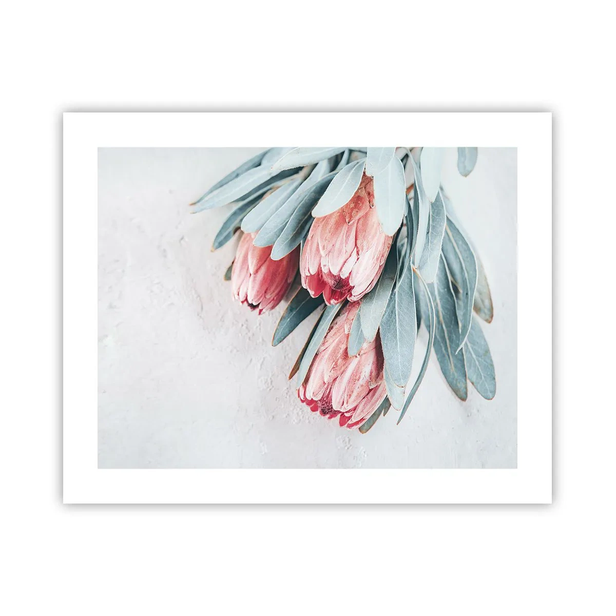 Poster - Schämen sich für ihre eigene Schönheit - 50x40 cm