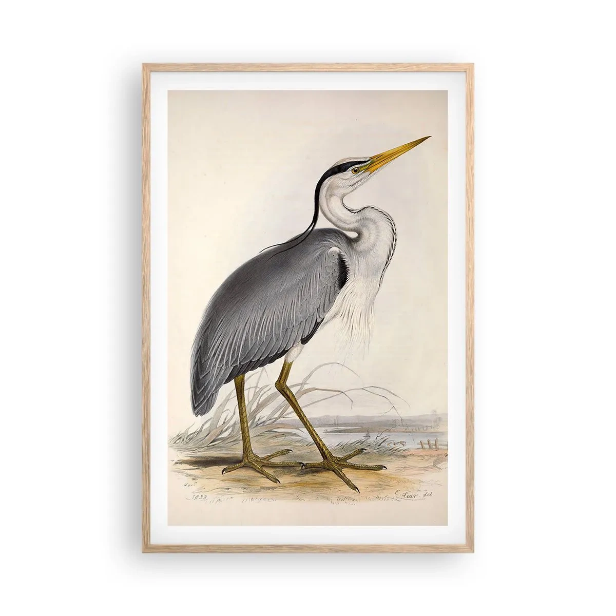 Poster in einem Rahmen aus heller Eiche - Reiher Gnade - 61x91 cm