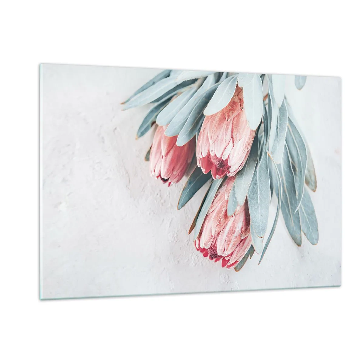 Glasbild - Bild auf glas - Drei pastellfarbene Protea-Blüten mit Blättern auf hellem Hintergrund - 120x80cm - Schämen sich für ihre eigene Schönheit - Moderne Wanddekoration für Wohnzimmer und Schlafzimmer ARTTOR