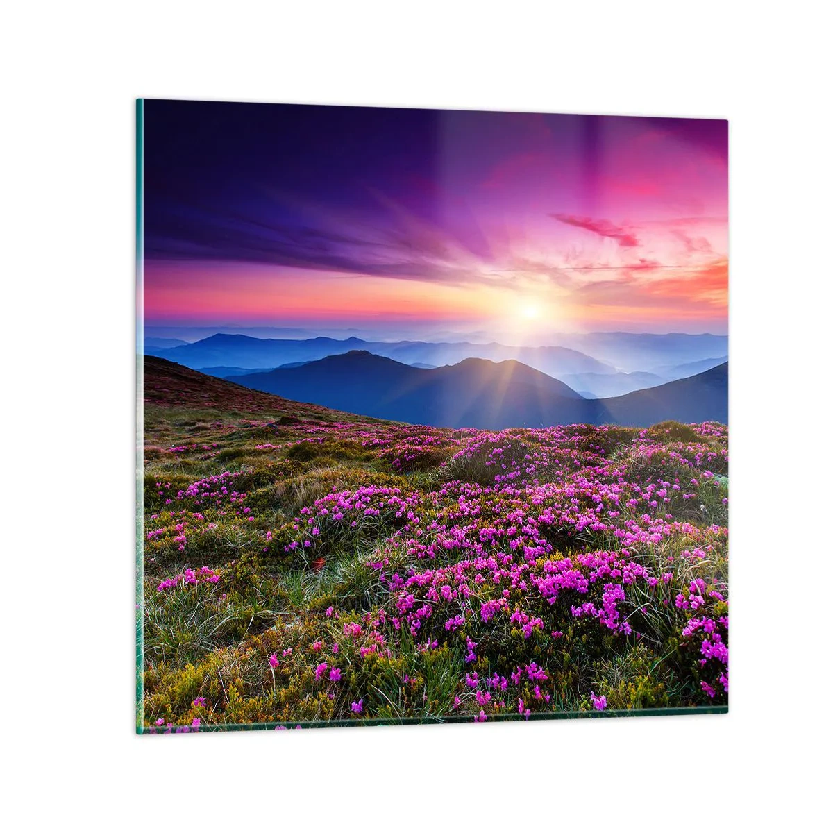 Glasbild - Bild auf glas - Kräuter dufteten nach frischen Trauben von den Feldern - 60x60 cm