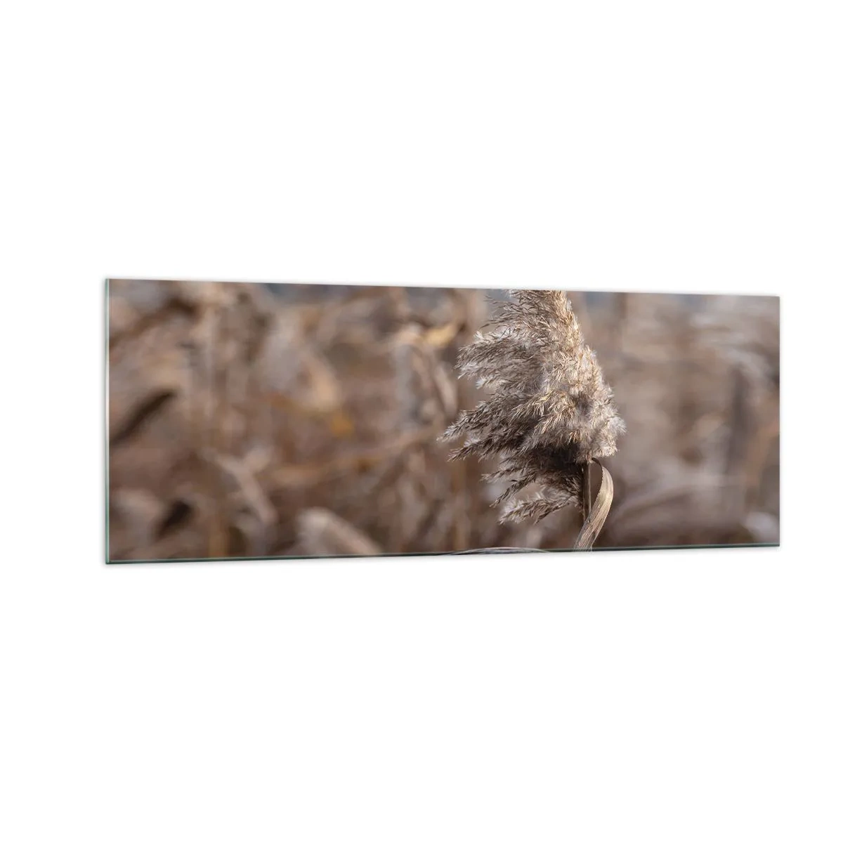 Glasbild - Bild auf glas - Zarte Gräser in Beigetönen vor dem Hintergrund der Natur - 140x50cm - Zeit, mit dem Wind zu gehen - Moderne Wanddekoration für Wohnzimmer und Schlafzimmer ARTTOR