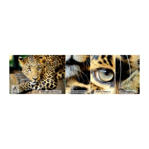 Fototapeten Muster Selbstklebend Deluxe Sticker - Keine Angst, komm mal her - Tiere, Panther, Wilde Katze - 100x30 cm