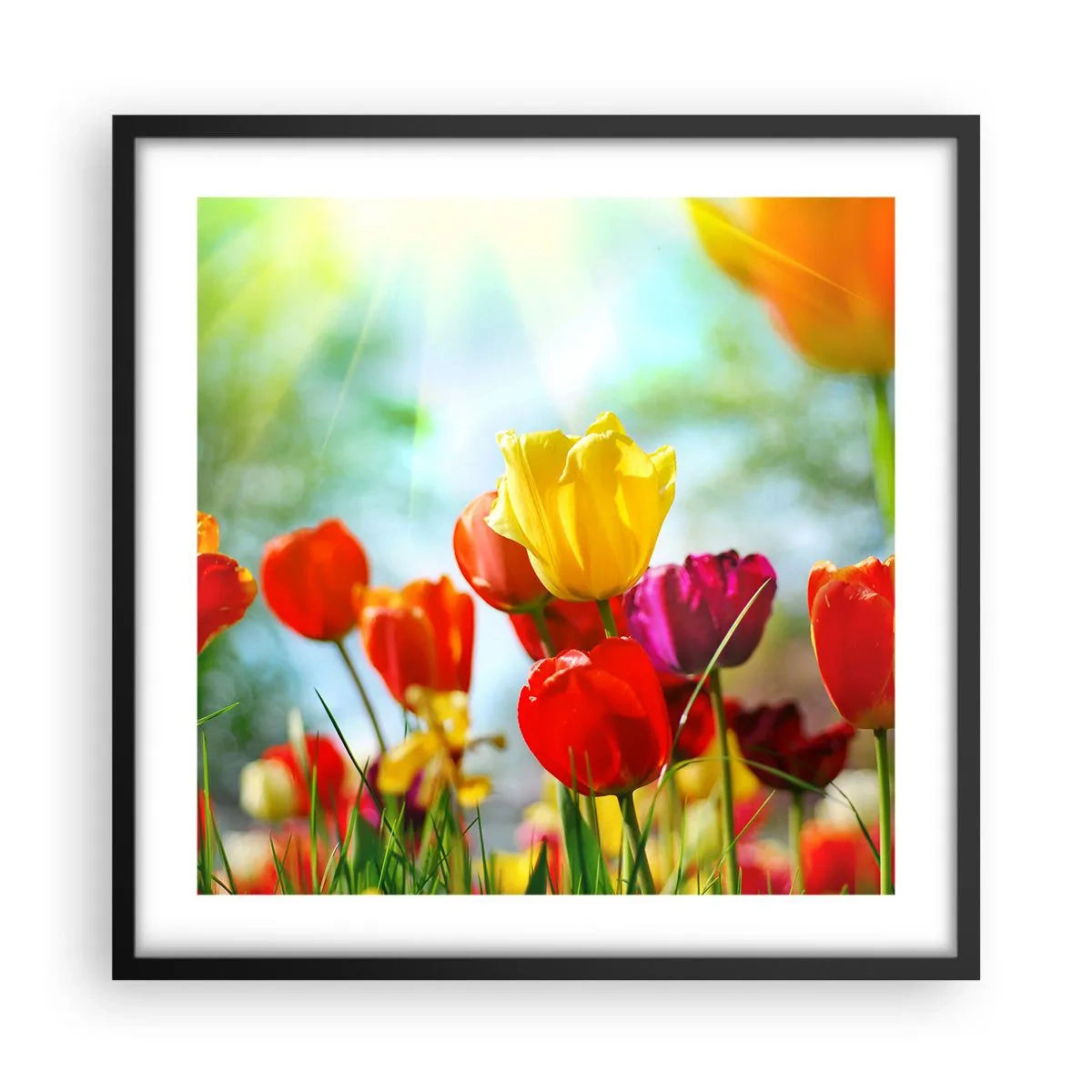 Poster in einem schwarzem Rahmen - Alle Farben der Sonne - 50x50 cm