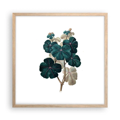 Poster in einem Rahmen aus heller Eiche - Aus dem alten Herbarium - 50x50 cm