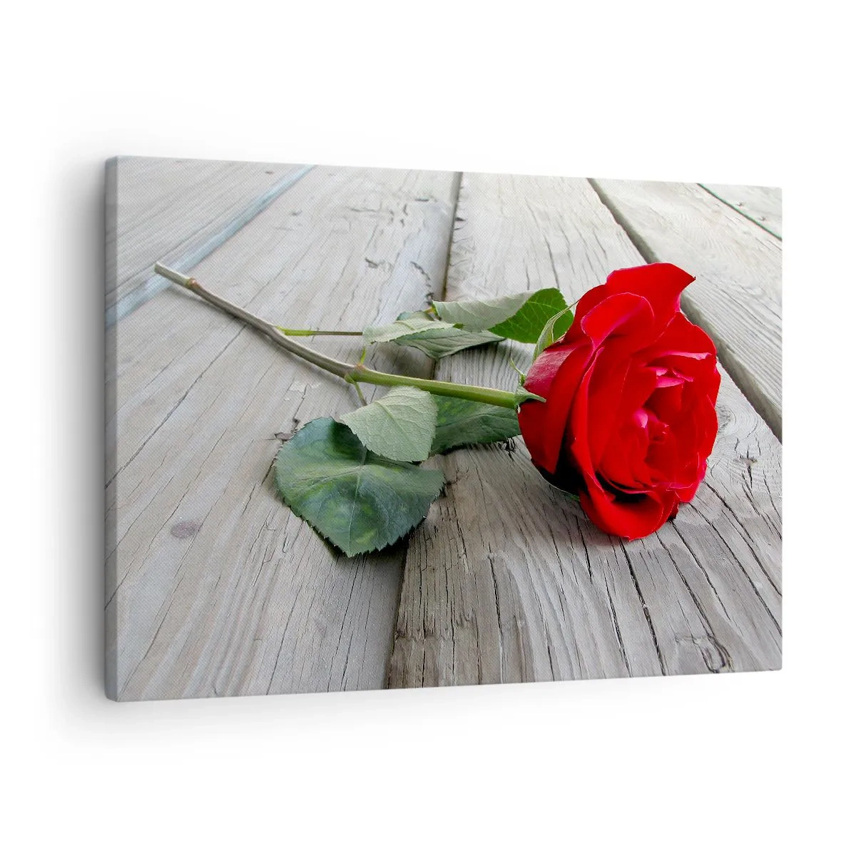 Bild auf Leinwand - Leinwandbild - Rote Rose auf einem hölzernen Hintergrund - 70x50cm - Eine Studie in Scharlachrot - Moderne Wanddekoration für Wohnzimmer und Schlafzimmer ARTTOR