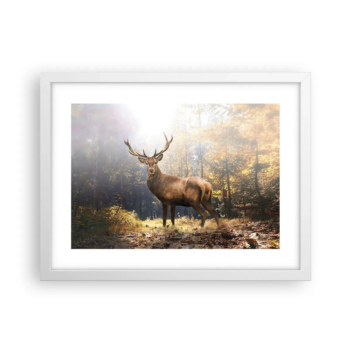 Poster in einem weißen Rahmen - In voller Majestät - 40x30 cm
