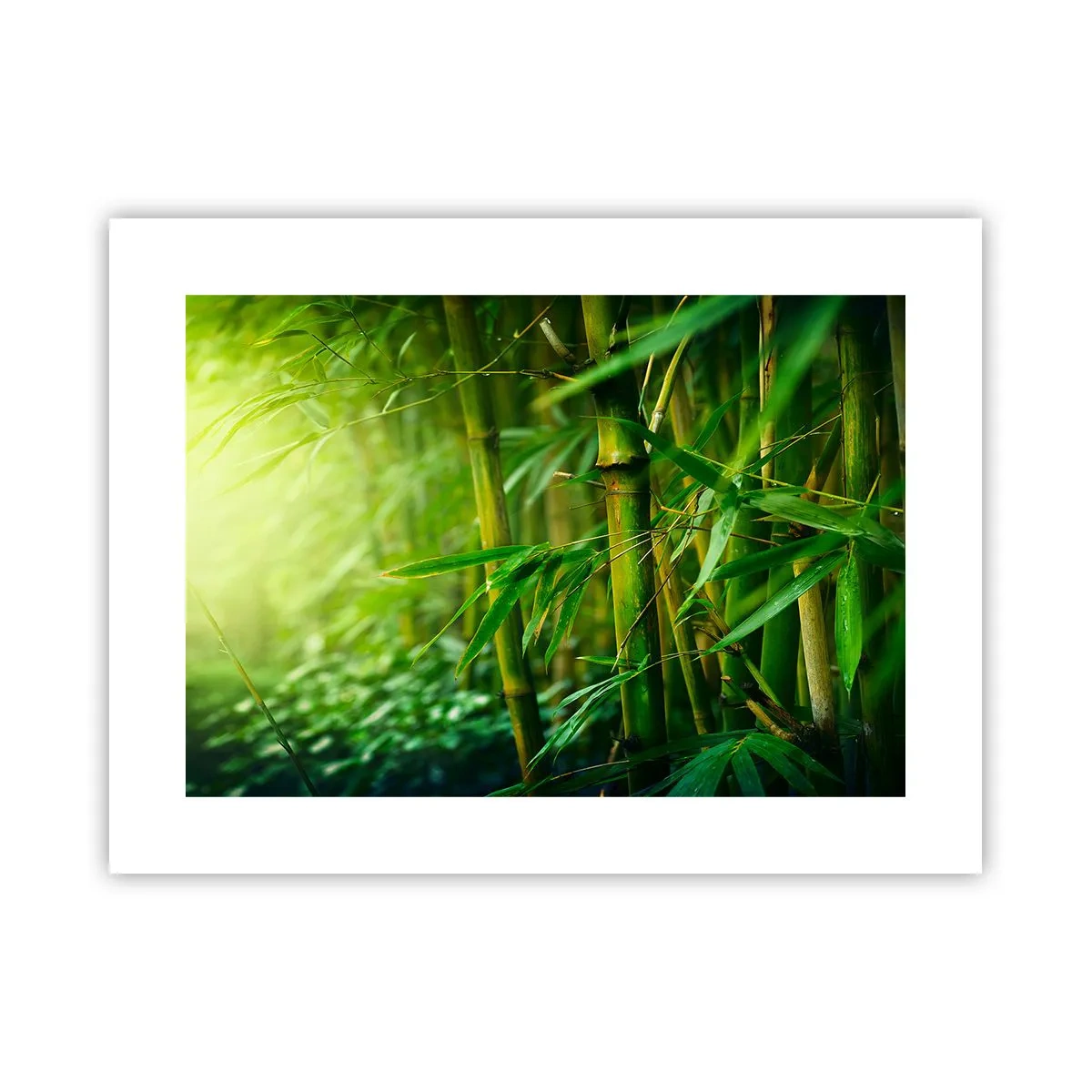 Poster - Lerne Grün selbst kennen - 40x30 cm