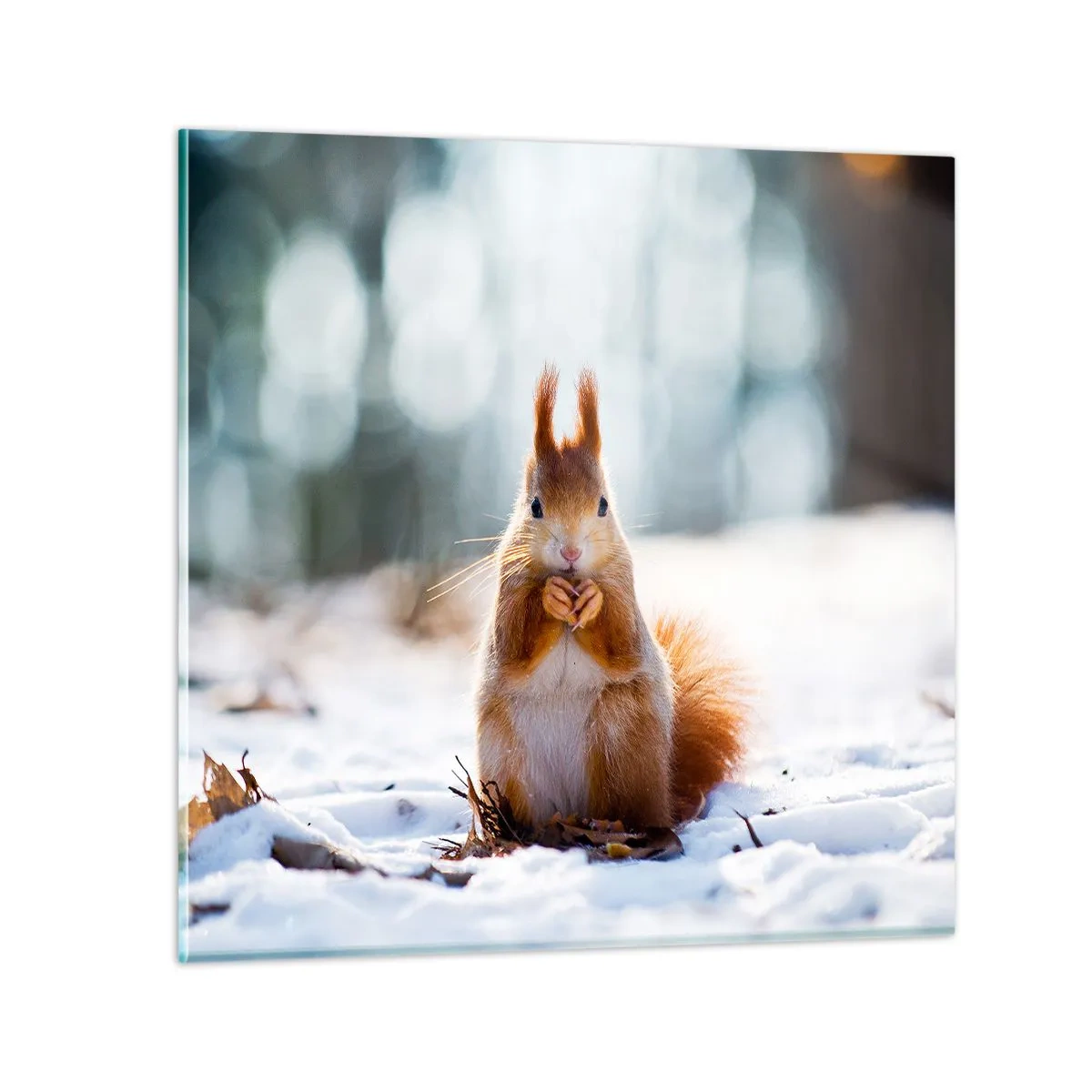 Glasbild - Bild auf glas - Wo schaust du hin? - 40x40 cm