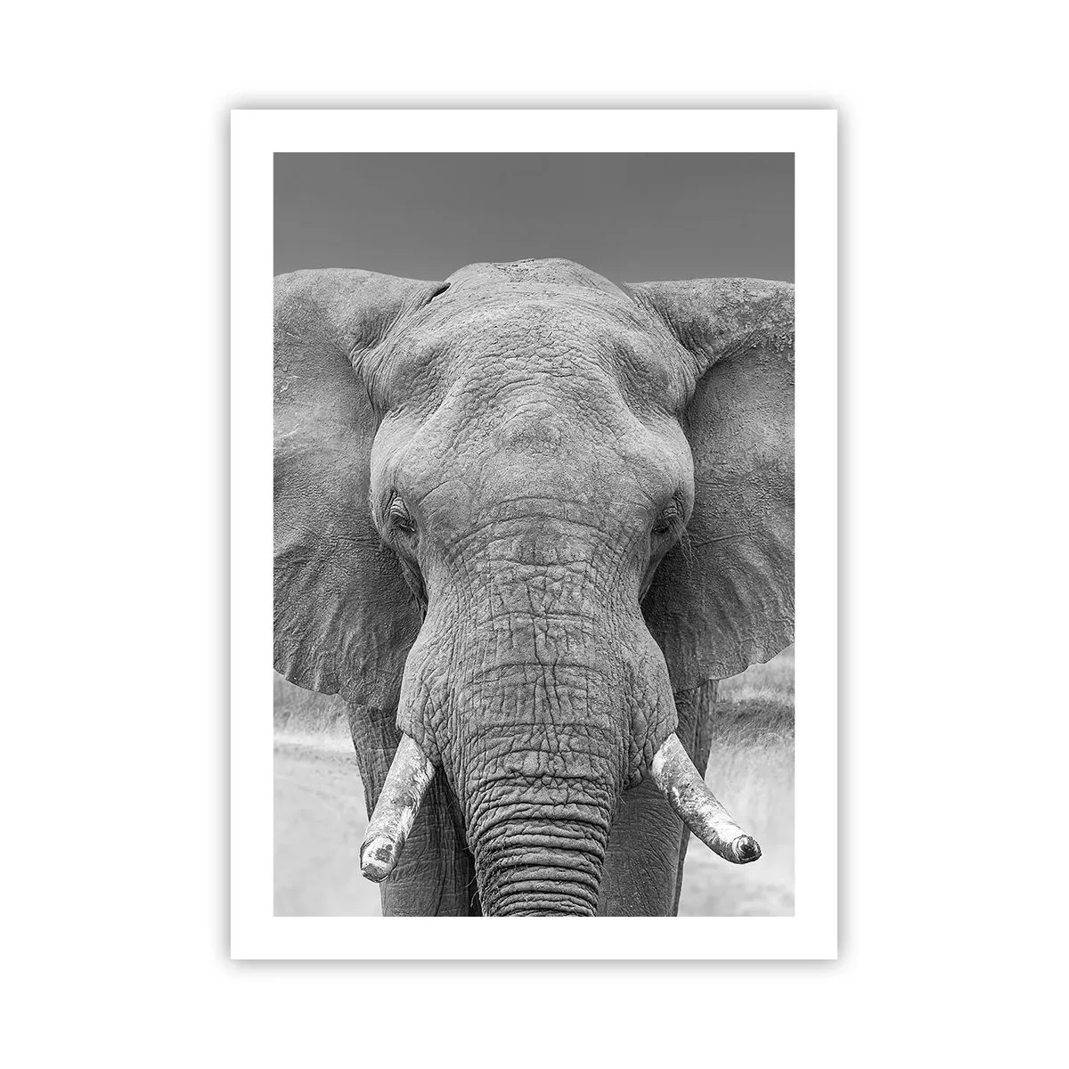 Poster - Elefant in der Schwarz-Weiß-Kunstfotografie - 50x70cm - Willkommen in meiner Welt - Moderne Wanddekoration für Wohnzimmer und Schlafzimmer ARTTOR