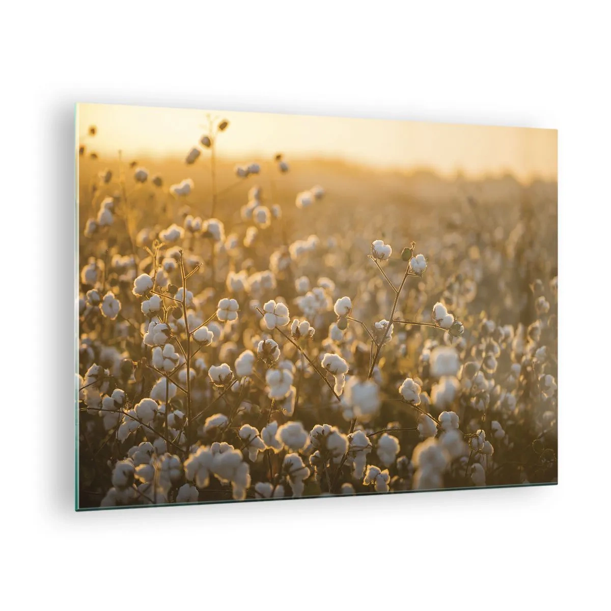 Glasbild - Bild auf glas - Baumwollfeld bei Sonnenuntergang - 70x50cm - Fluffiges Feld - Moderne Wanddekoration für Wohnzimmer und Schlafzimmer ARTTOR