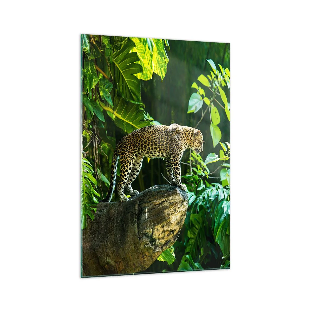 Glasbild - Bild auf glas - Ein Leopard steht auf einem Felsen, umgeben von tropischer Vegetation - 70x100cm - Auf die Jagd? - Moderne Wanddekoration für Wohnzimmer und Schlafzimmer ARTTOR