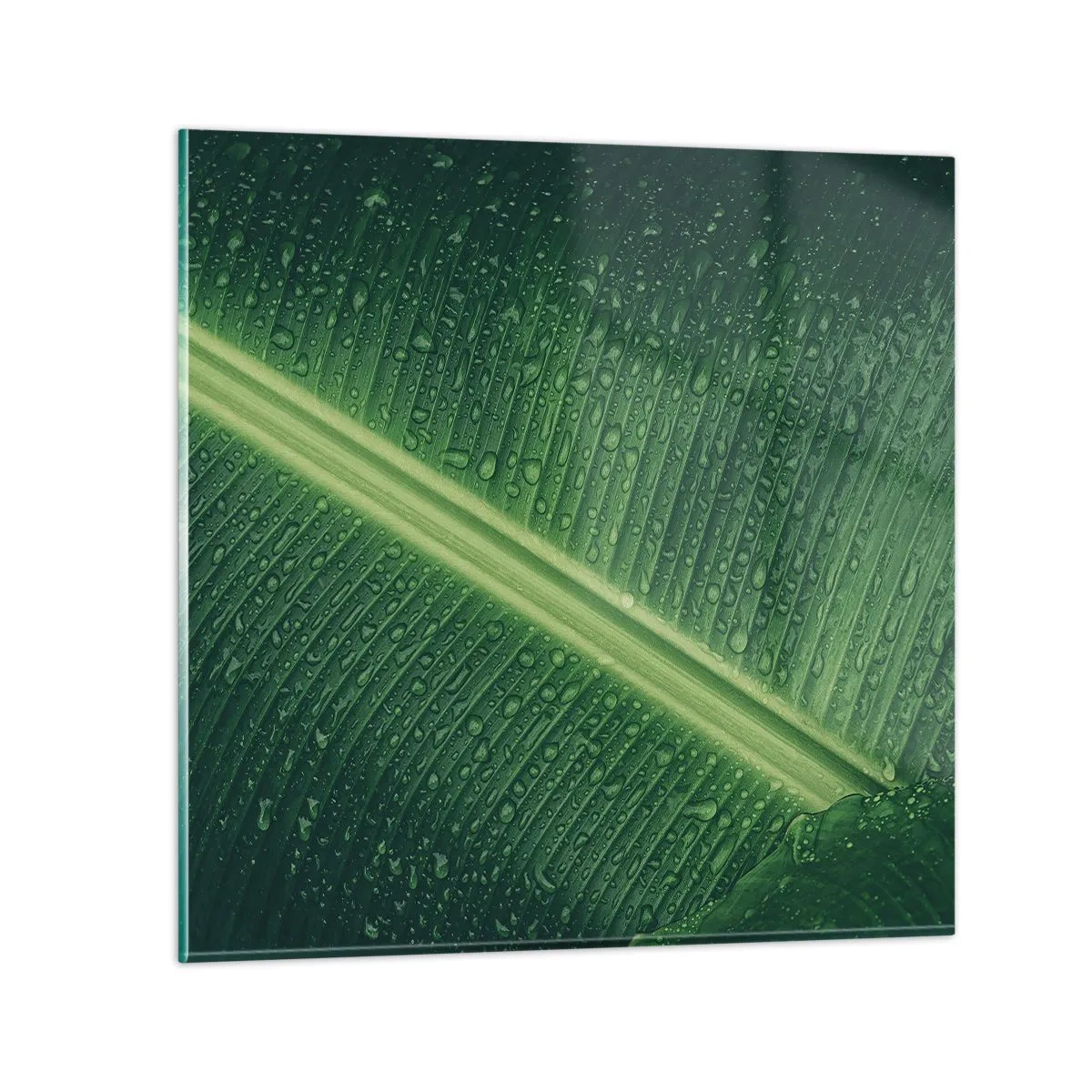 Glasbild - Bild auf glas - Die Struktur des Grüns - 60x60 cm