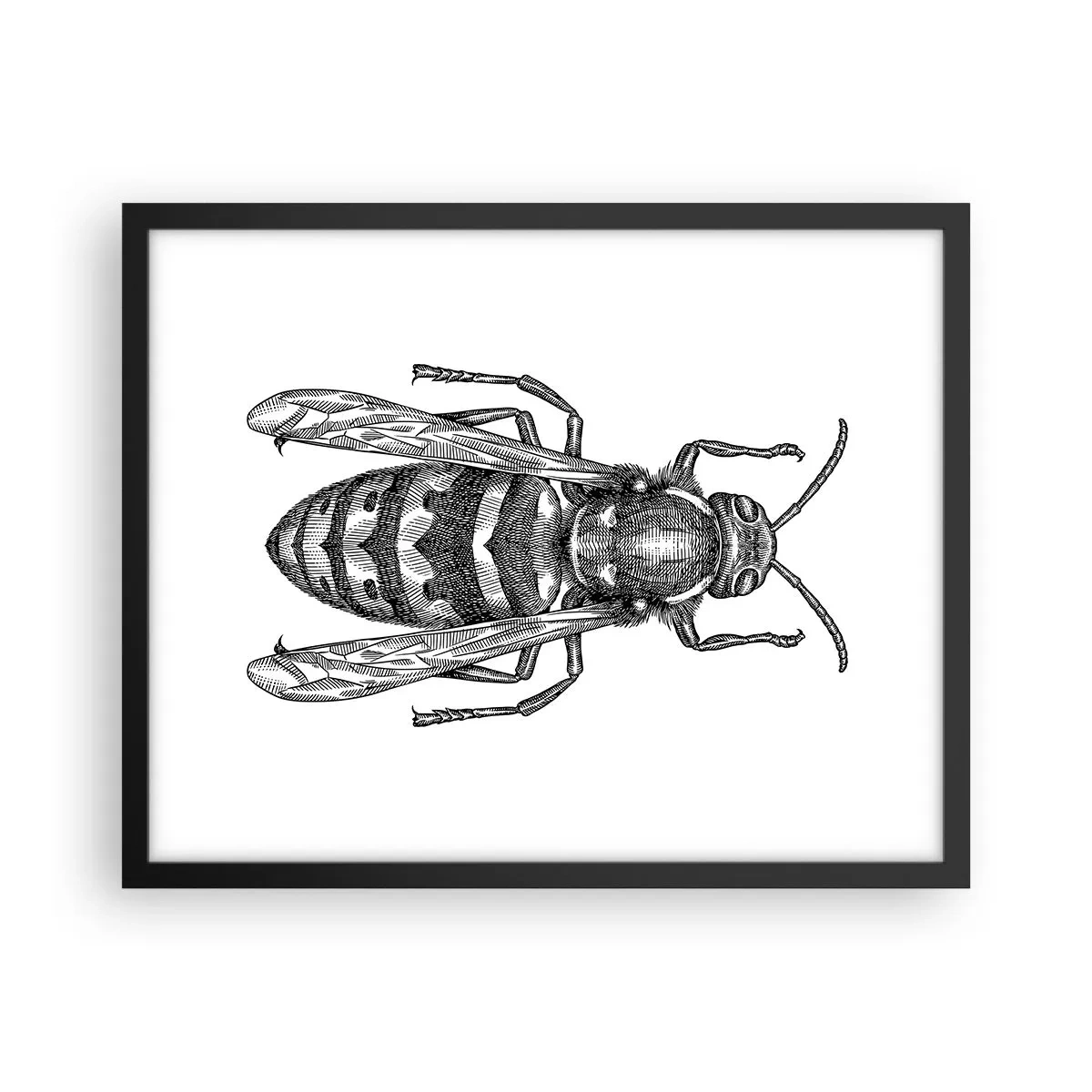 Poster in einem schwarzem Rahmen - Von einem Insektenplaneten - 50x40 cm