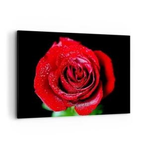 Bild auf Leinwand - Leinwandbild - Eine rote Rose mit Tautropfen auf schwarzem Hintergrund. - 120x80cm - Das ist Liebe - Moderne Wanddekoration für Wohnzimmer und Schlafzimmer ARTTOR