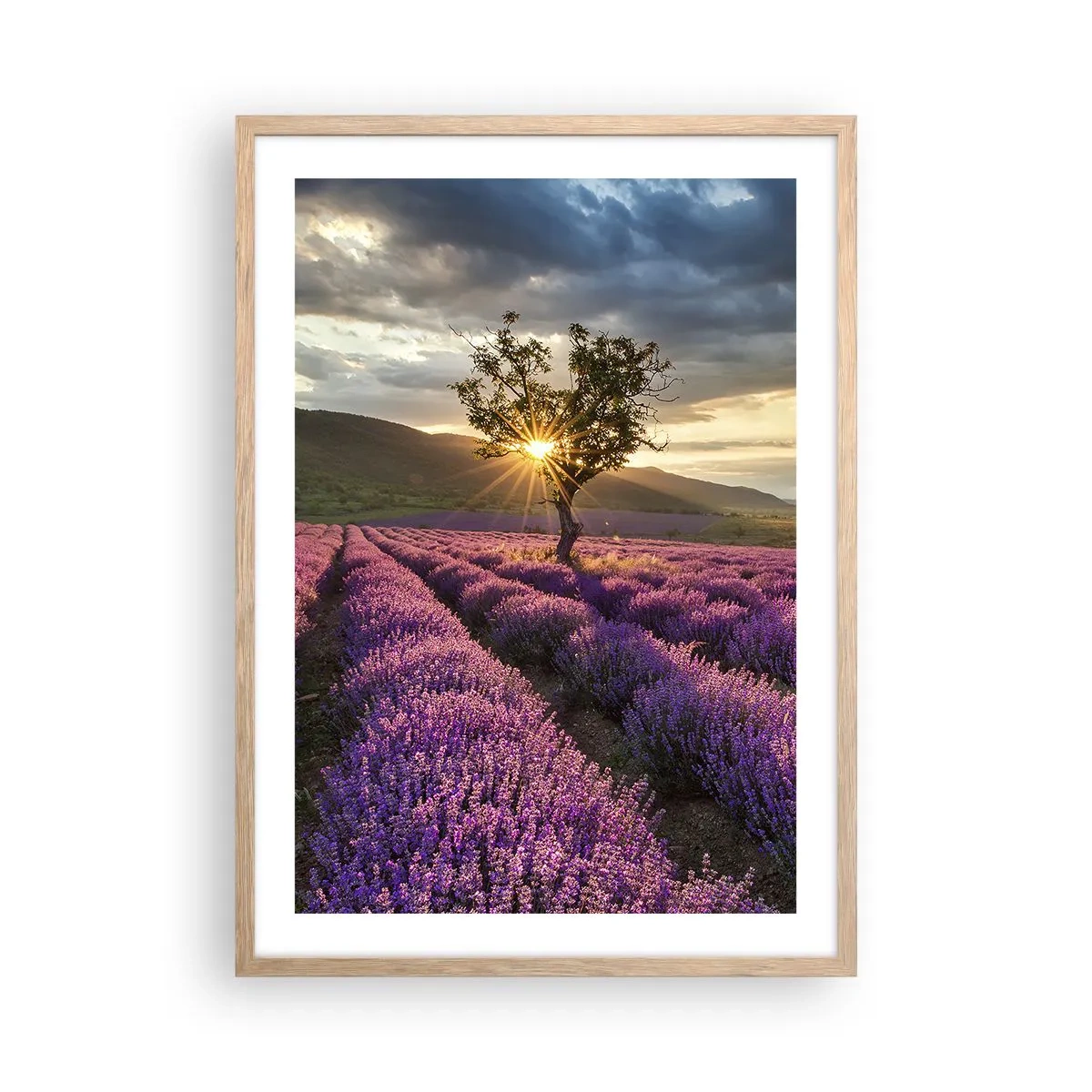 Poster in einem Rahmen aus heller Eiche - Fliederfarbenes Aroma - 50x70 cm