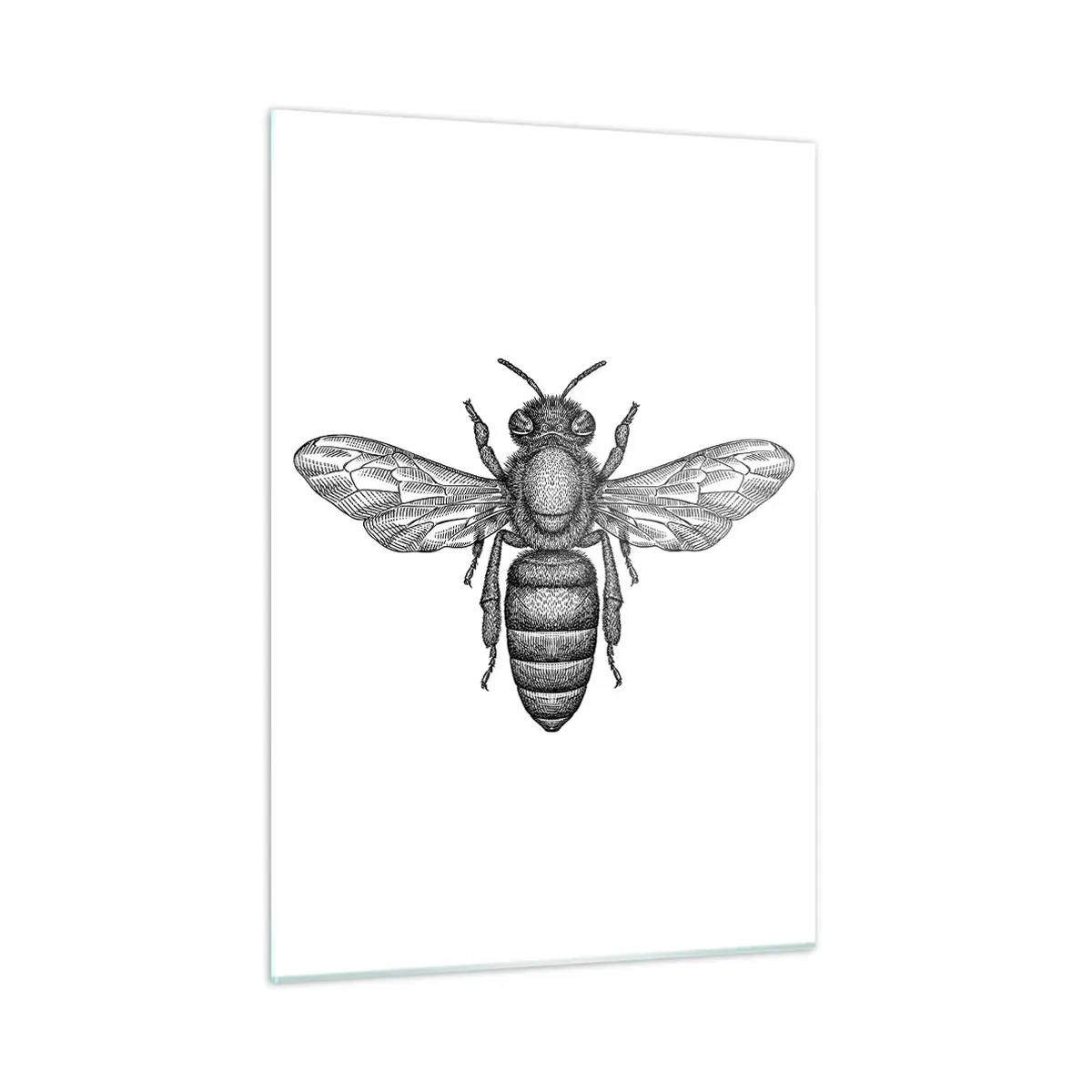 Glasbild - Bild auf glas - Detaillierte Darstellung einer Retro-Biene auf weißem Hintergrund - 50x70cm - Insektenporträt - Moderne Wanddekoration für Wohnzimmer und Schlafzimmer ARTTOR