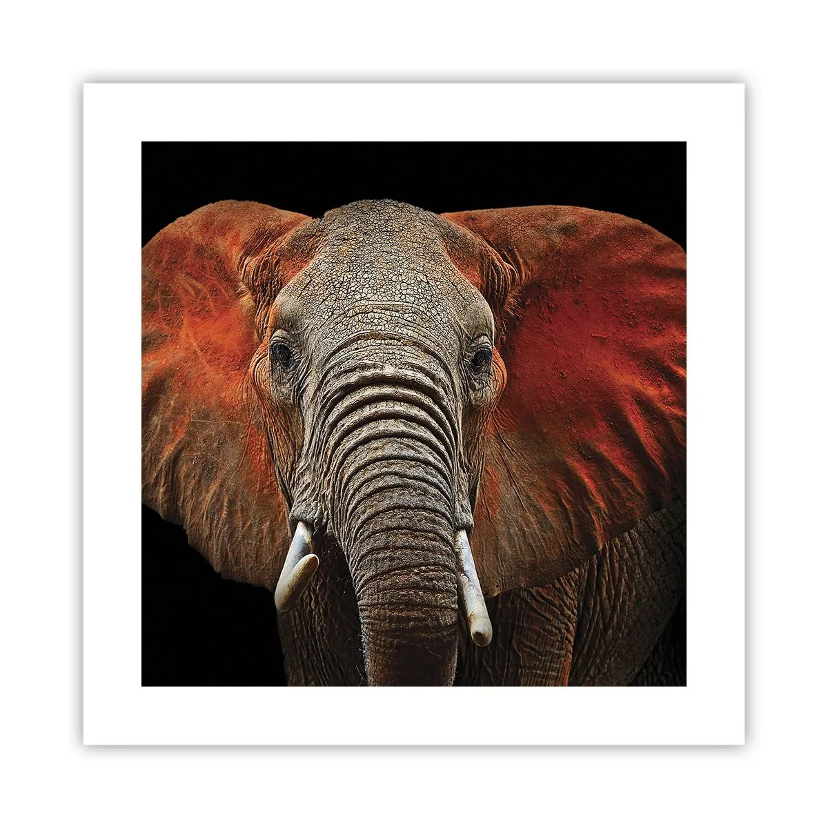 Poster - Ich bin wild und du? - 40x40 cm