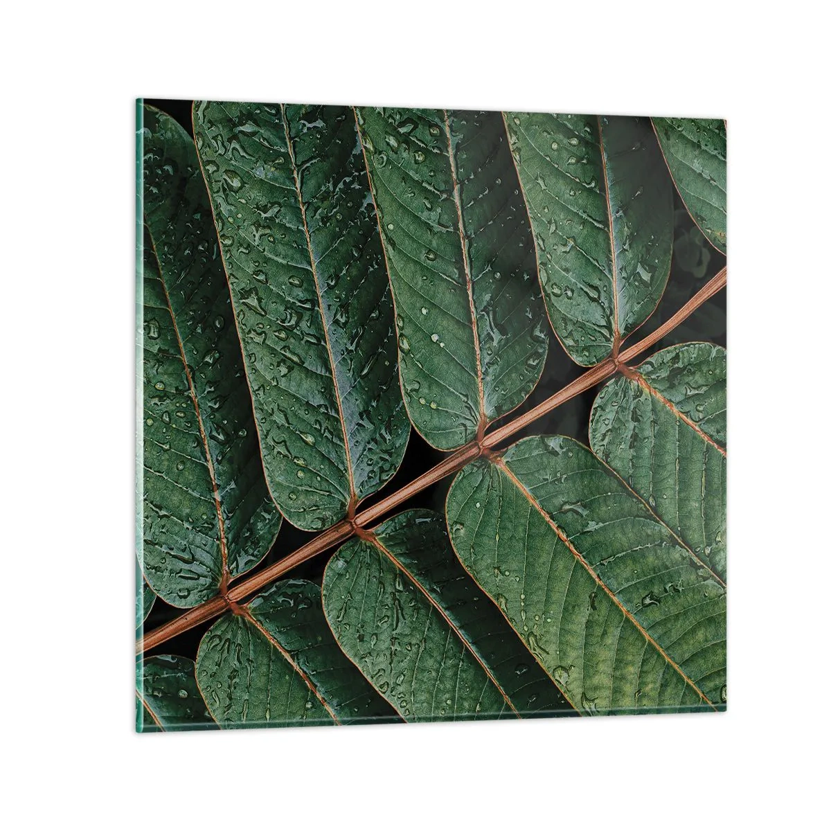 Glasbild - Bild auf glas - Im grünen Rhythmus - 40x40 cm