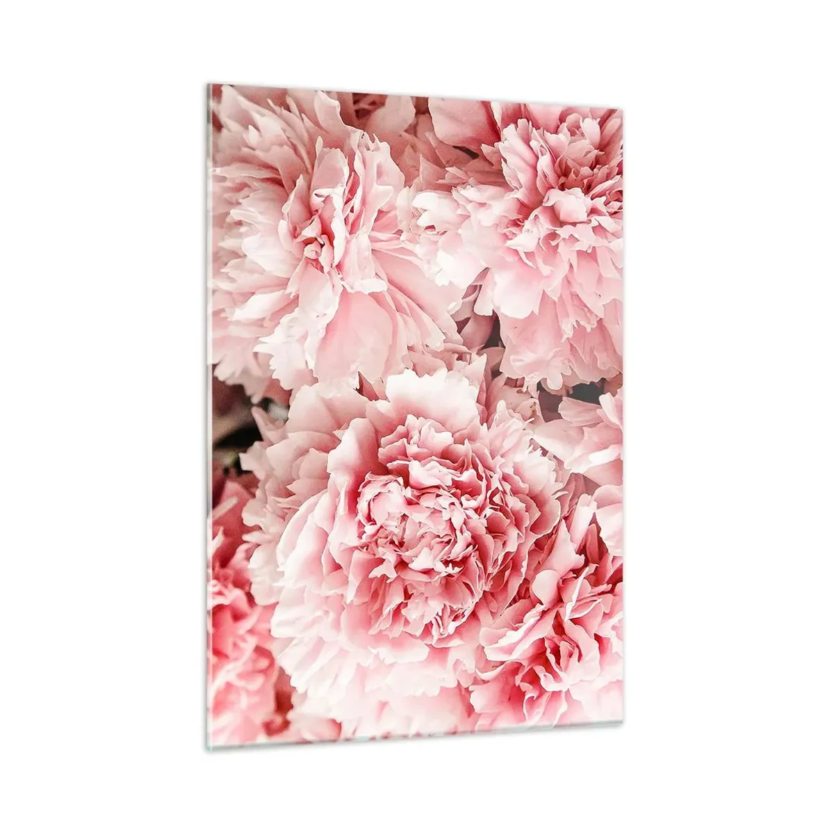 Glasbild - Bild auf glas - Nahaufnahme von rosa Pfingstrosen in voller Blüte - 50x70cm - Rosa Traum - Moderne Wanddekoration für Wohnzimmer und Schlafzimmer ARTTOR